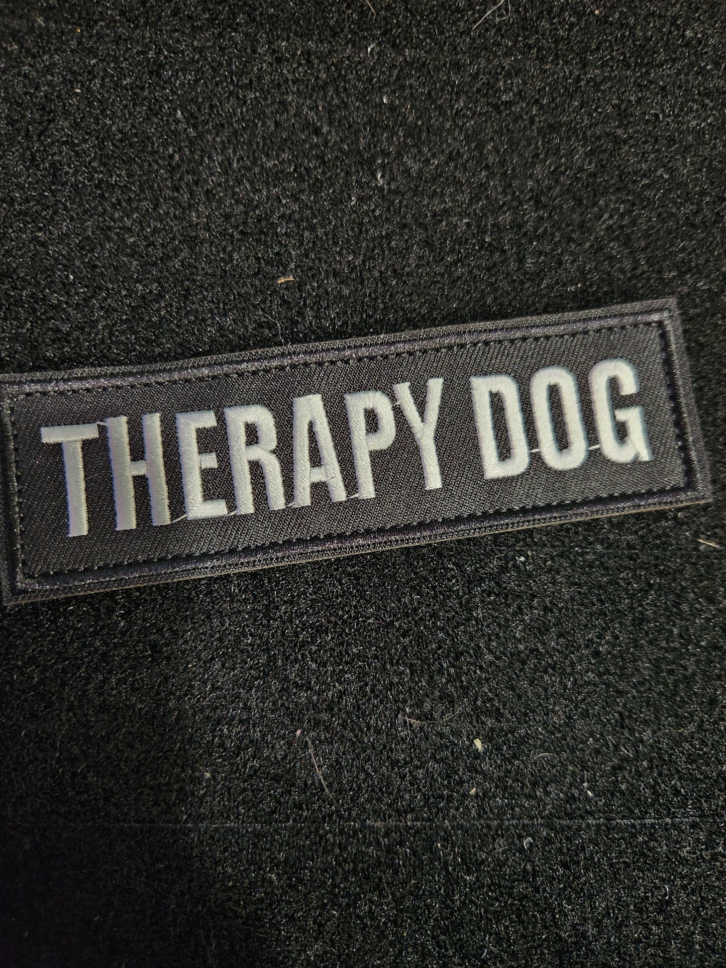 Therapy dog